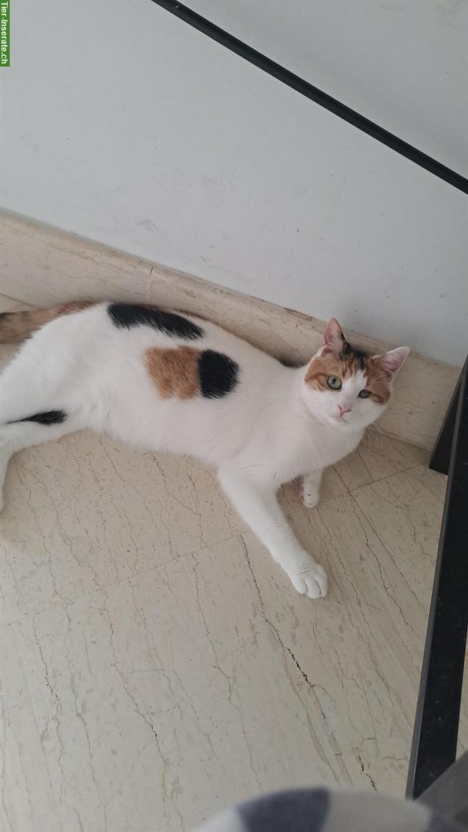 Bild 5: Dreifarbige Mischlingskatze Soraya sucht Für-immer-Familie