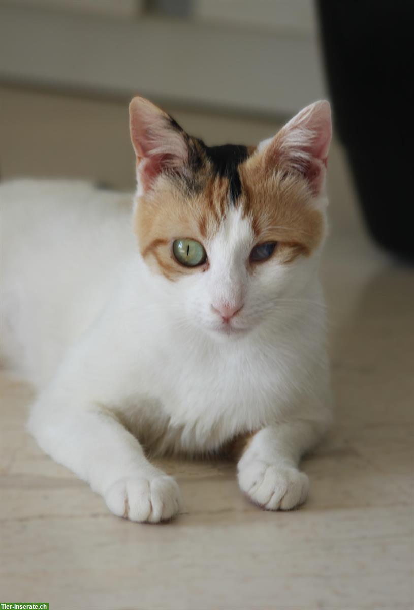 Bild 6: Dreifarbige Mischlingskatze Soraya sucht Für-immer-Familie