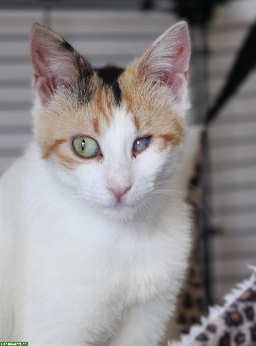 Bild 7: Dreifarbige Mischlingskatze Soraya sucht Für-immer-Familie