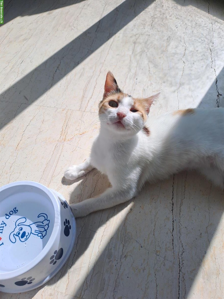 Bild 8: Dreifarbige Mischlingskatze Soraya sucht Für-immer-Familie