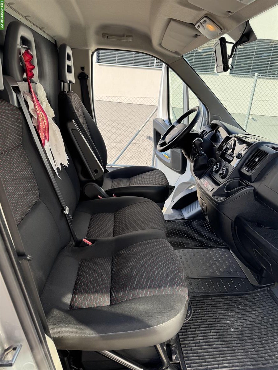 Bild 8: Selbstfahrer Pferdetransporter Peugeot Equi Trek Sonic Exel