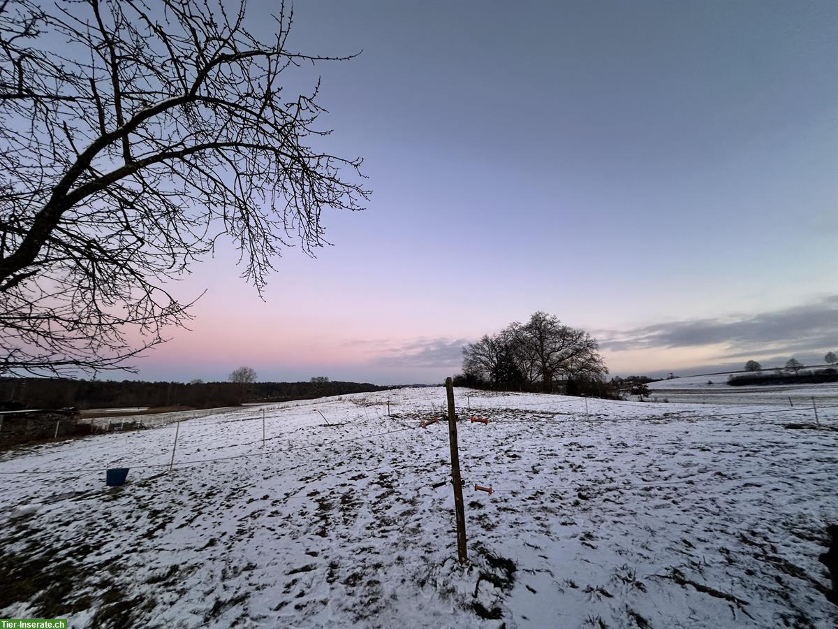Auslaufboxe in Stallgemeinschaft, Nänikon bei Uster