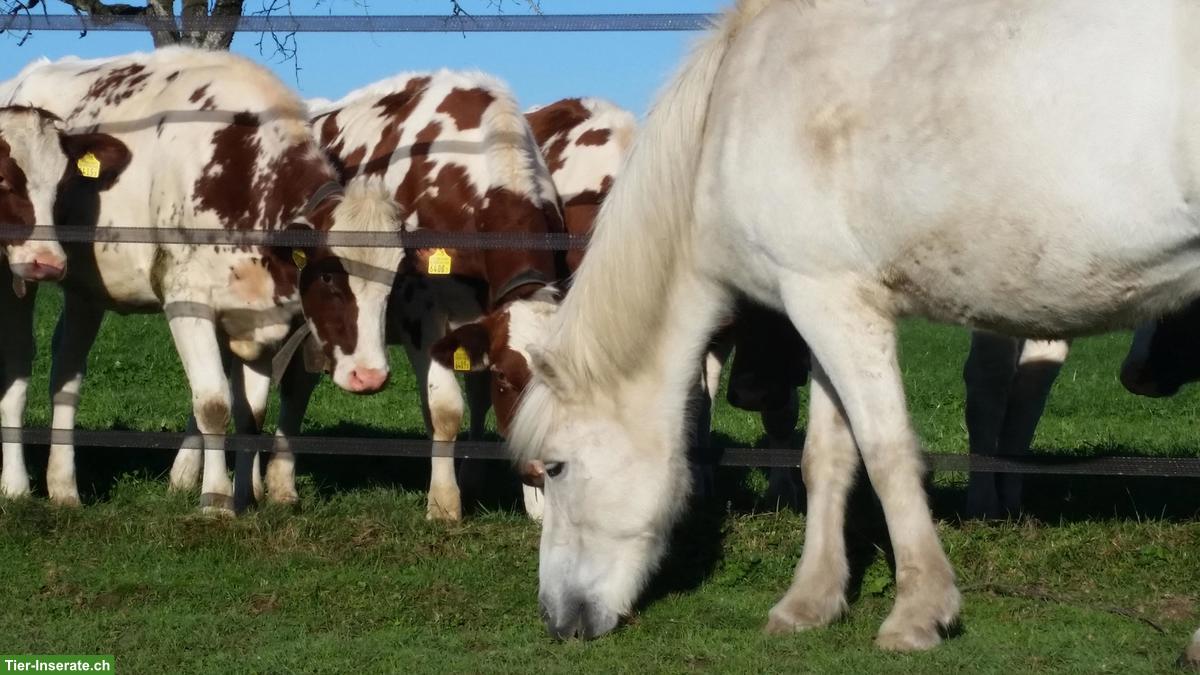 Biete Pferdeboxe mit grossem Auslauf und direktem Weidezugang