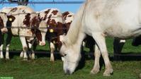 Biete Pferdeboxe mit grossem Auslauf und direktem Weidezugang