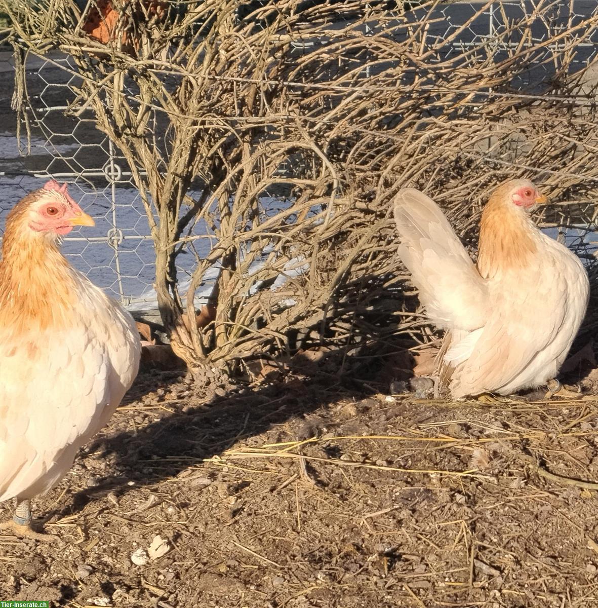 Europäische Serama Hennen zum Tauschen