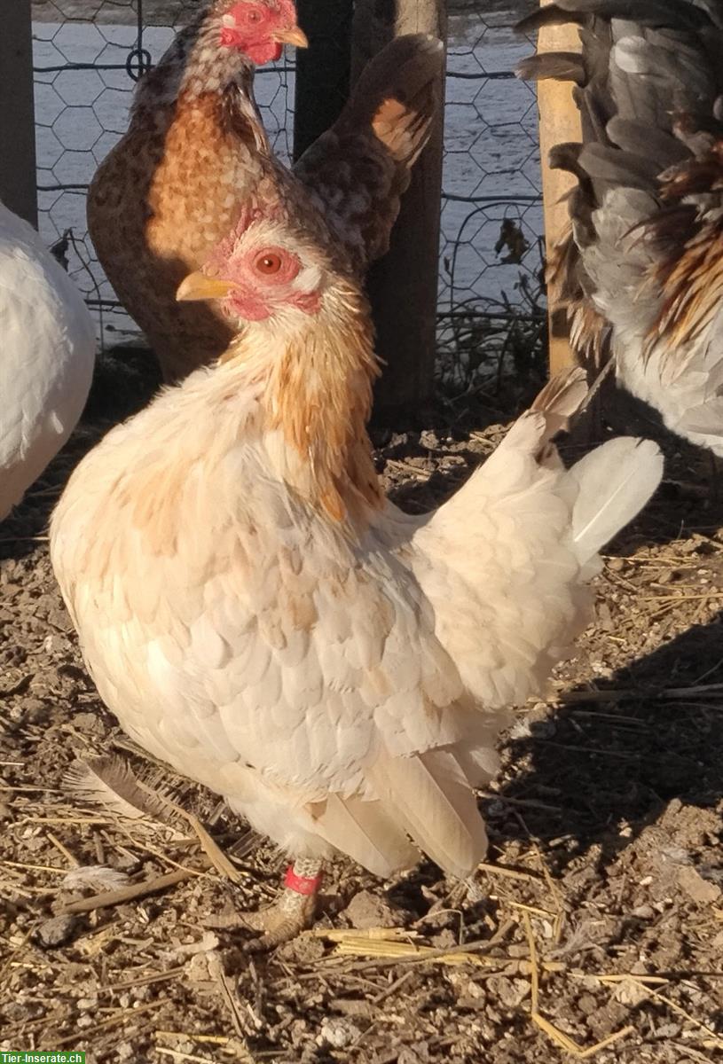 Bild 2: Europäische Serama Hennen zum Tauschen