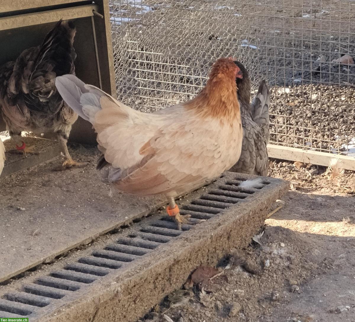 Bild 3: Europäische Serama Hennen zum Tauschen