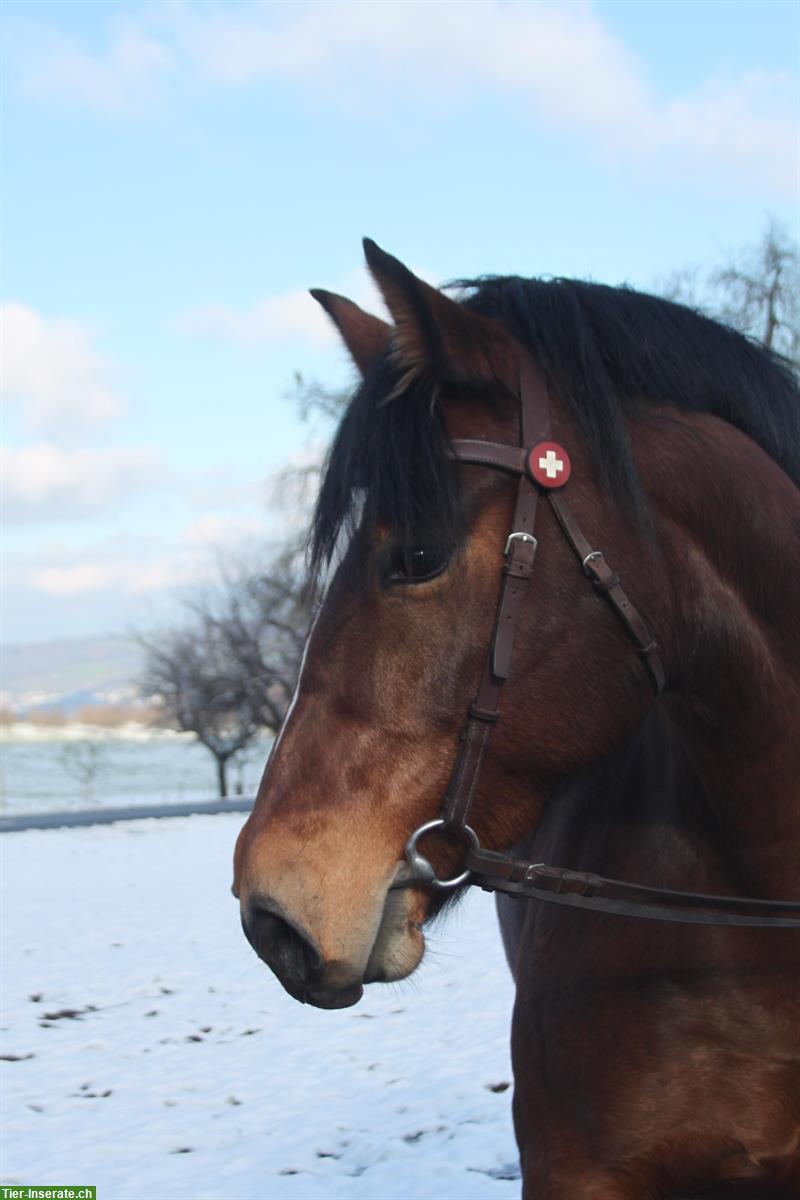 9-jährige Freiberger Stute, 154cm gross