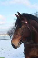 9-jährige Freiberger Stute, 154cm gross