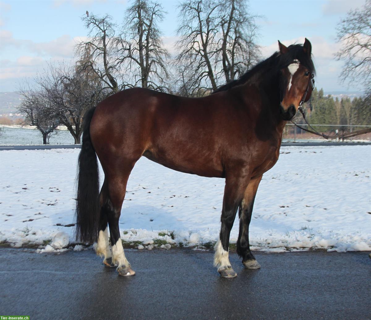 Bild 2: 9-jährige Freiberger Stute, 154cm gross