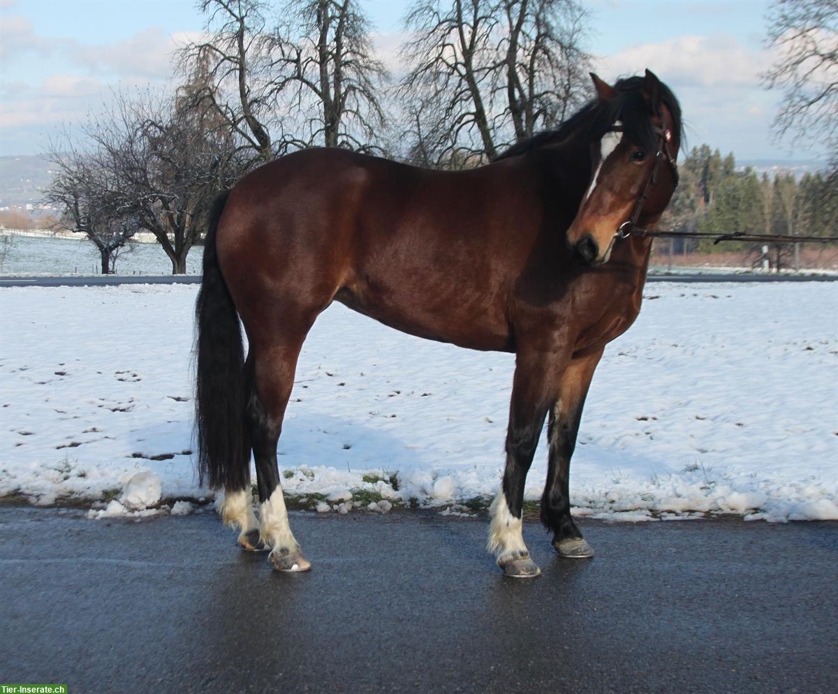 Bild 3: 9-jährige Freiberger Stute, 154cm gross