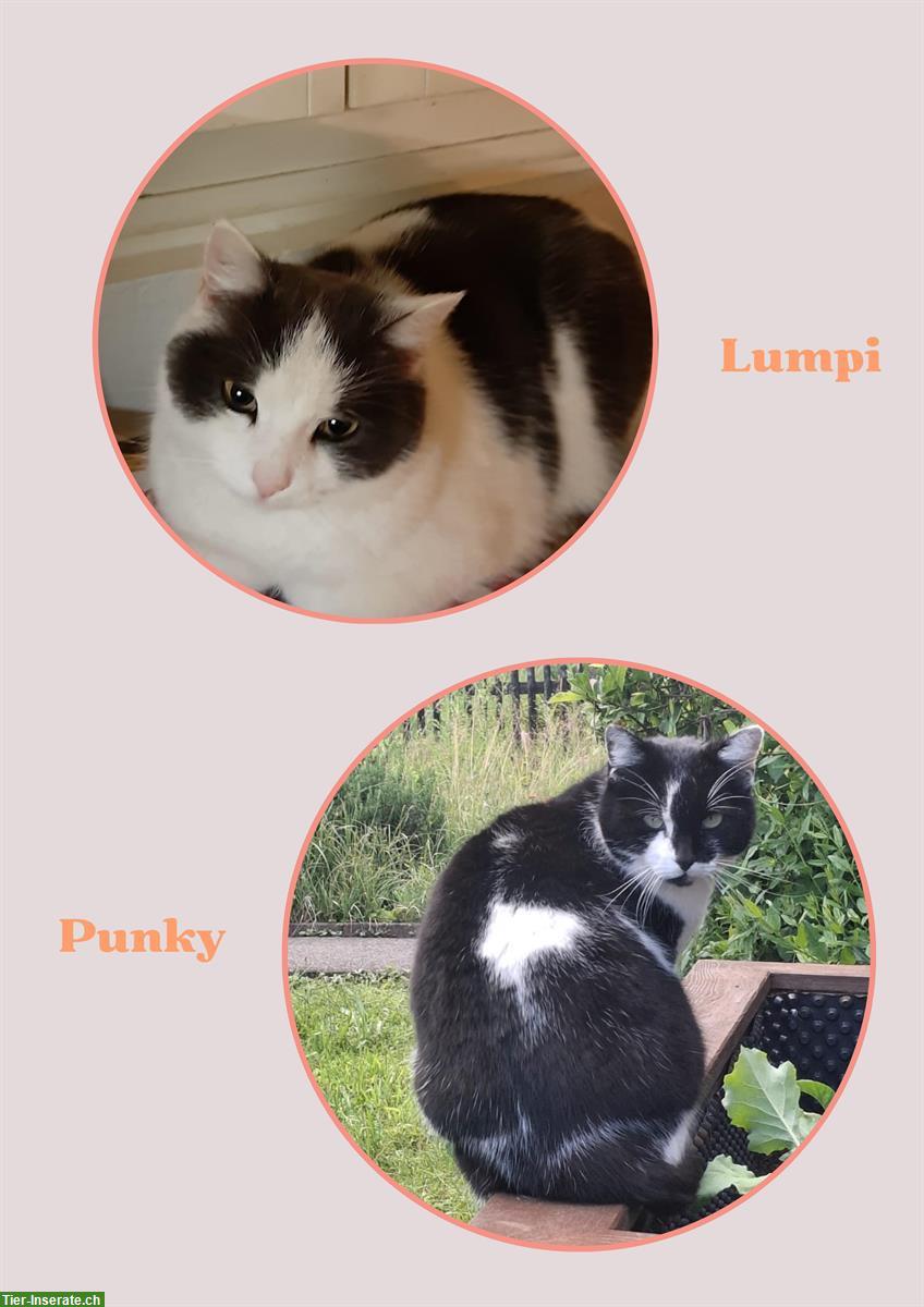 Notfallvermittlung (Umzug): 2 liebe Büsis (w) suchen Zuhause