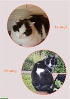 Notfallvermittlung (Umzug): 2 liebe Büsis (w) suchen Zuhause