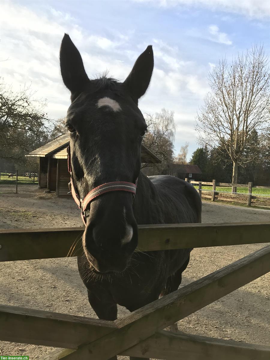 Stallhilfe  gesucht - Überstorf (FR), jedes 2. Wochenende, 3 Pferde