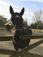 Stallhilfe  gesucht - Überstorf (FR), jedes 2. Wochenende, 3 Pferde