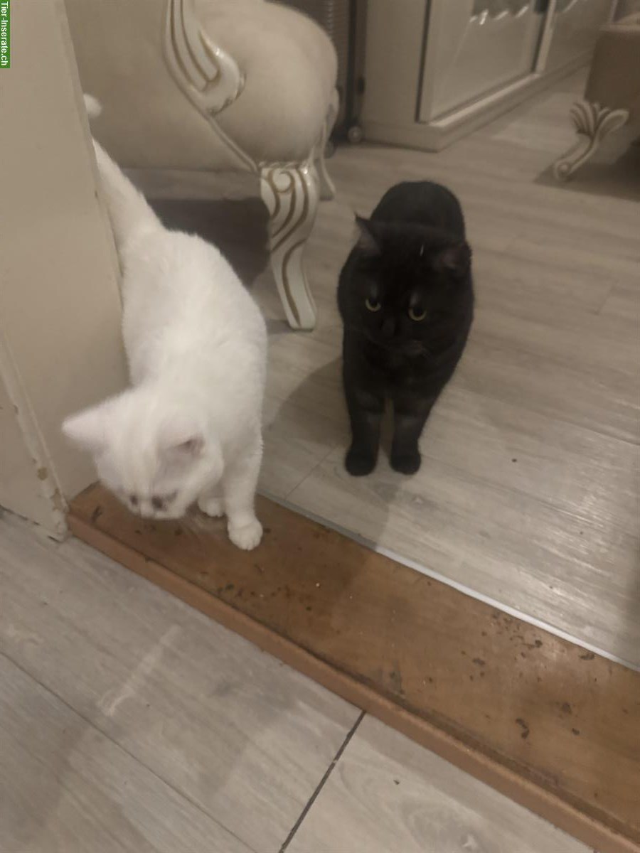 2 BKH Katzen ♂️ und ♀️ suchen ein Zuhause