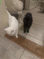 2 BKH Katzen ♂️ und ♀️ suchen ein Zuhause