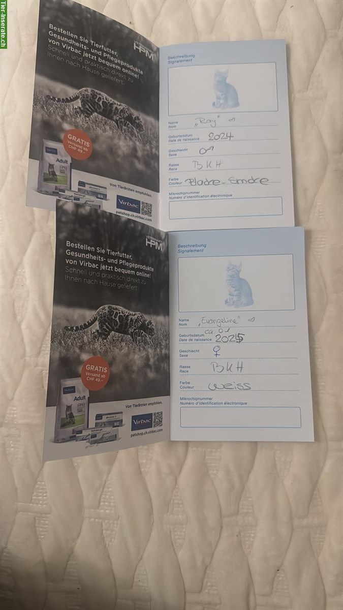 Bild 2: 2 BKH Katzen ♂️ und ♀️ suchen ein Zuhause