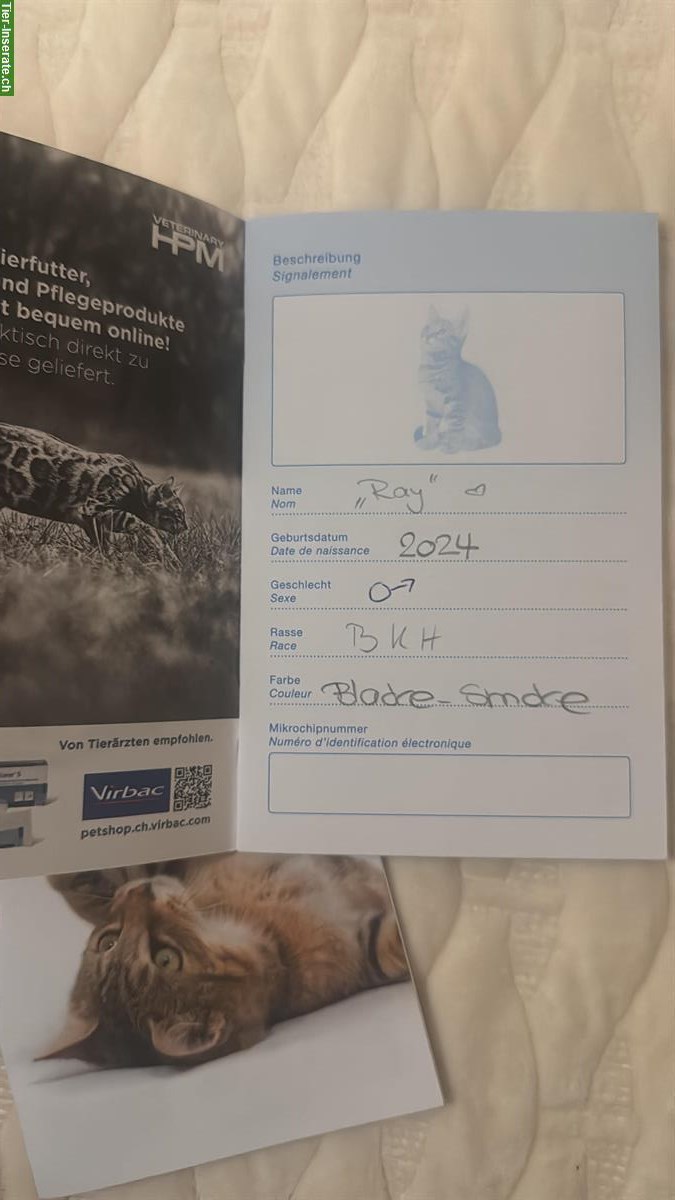 Bild 3: 2 BKH Katzen ♂️ und ♀️ suchen ein Zuhause