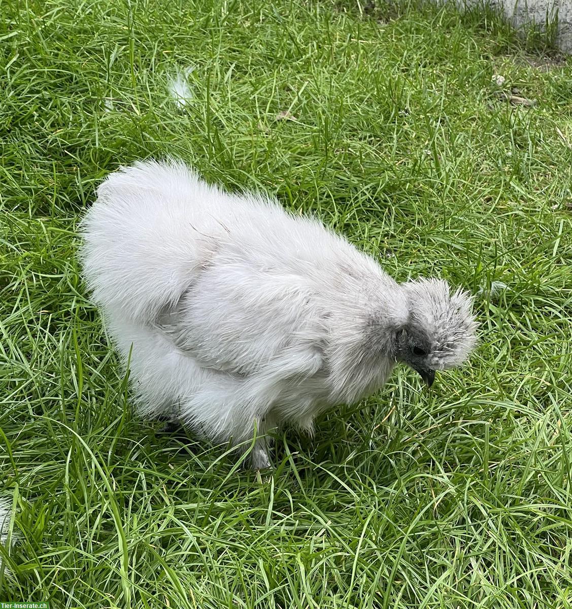 2 Zwergseiden Hennen, perlgrau ohne Bart