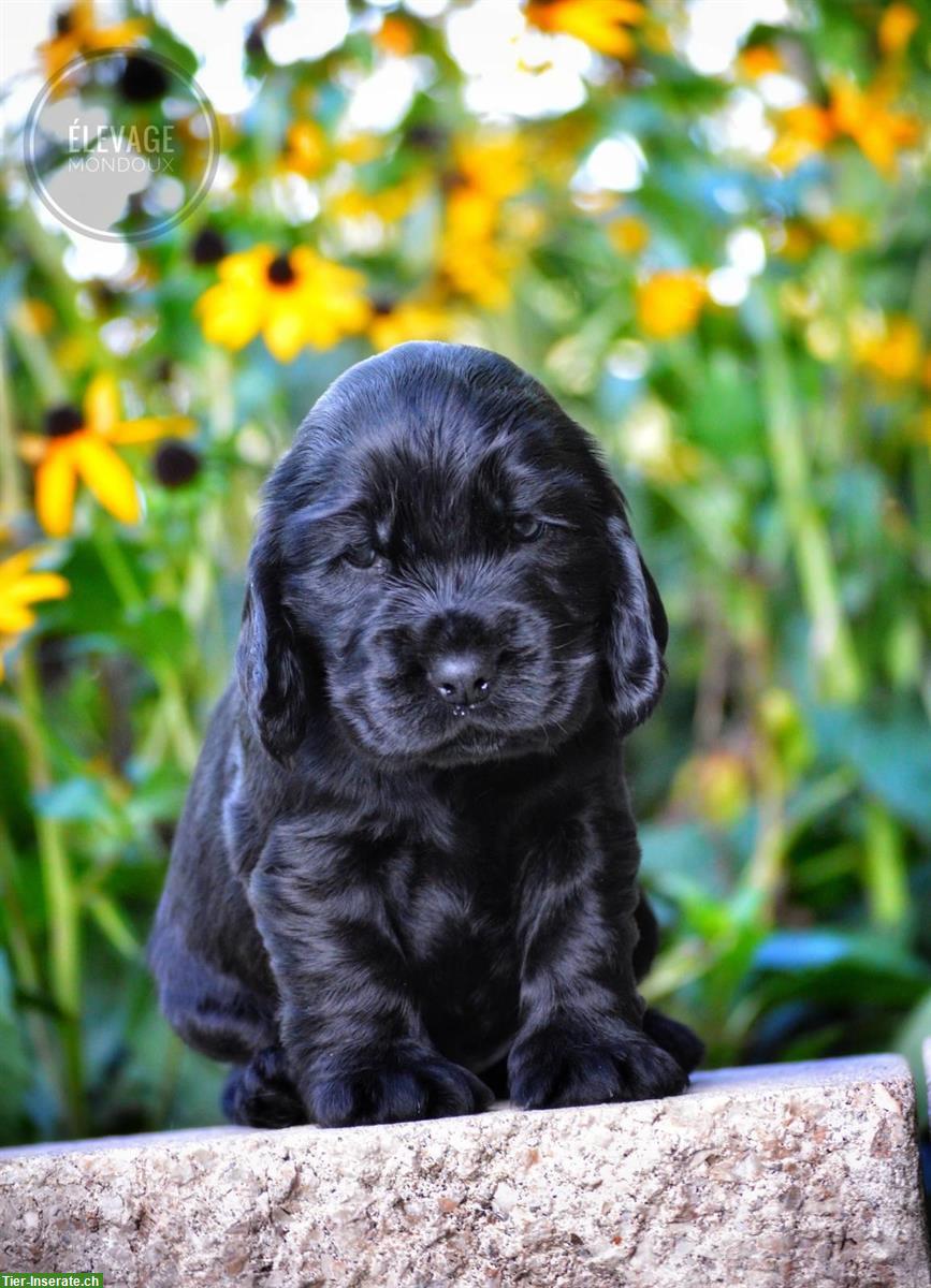 NEU! Reinrassige Englisch Cocker Spaniel Hundebabys