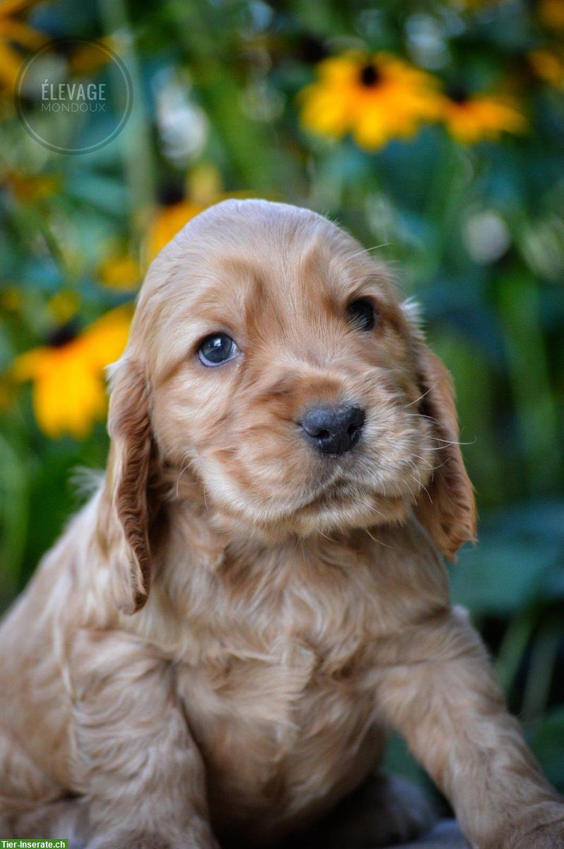 Bild 2: NEU! Reinrassige Englisch Cocker Spaniel Hundebabys