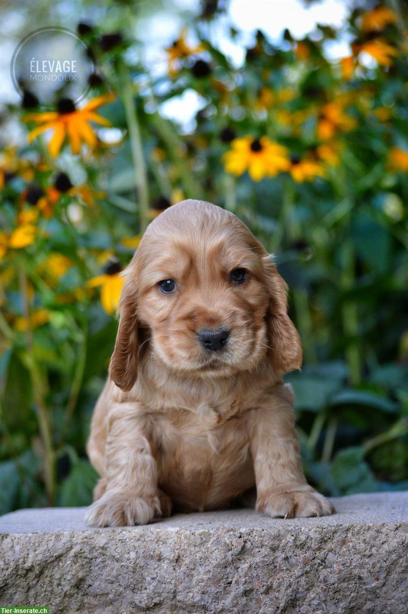 Bild 4: NEU! Reinrassige Englisch Cocker Spaniel Hundebabys