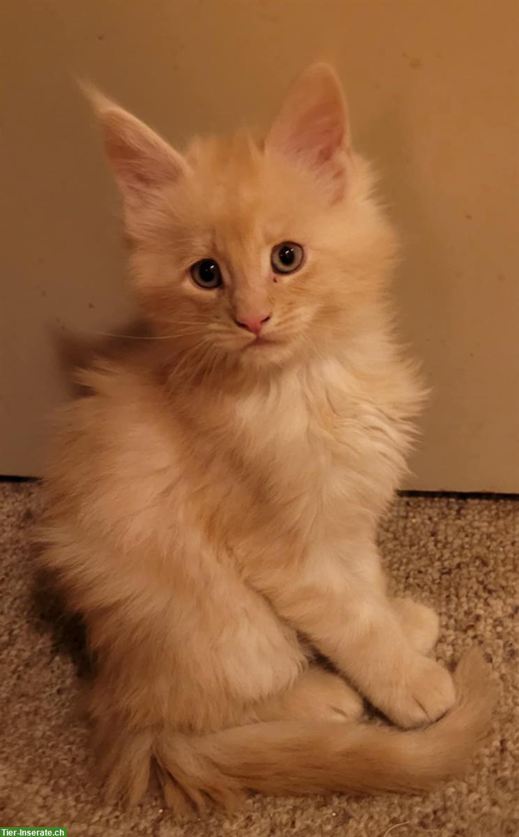 2 süsse Maine Coon Katerchen mit Stammbaum suchen ihr Zuhause