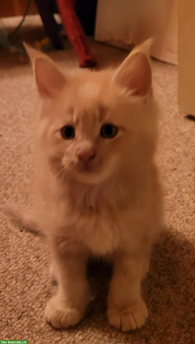 Bild 2: 2 süsse Maine Coon Katerchen mit Stammbaum suchen ihr Zuhause