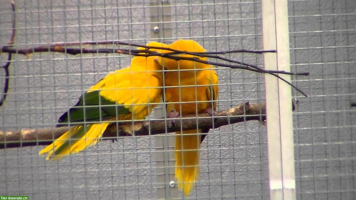 1.1 Goldsittiche (Guaruba guarouba) zu verkaufen