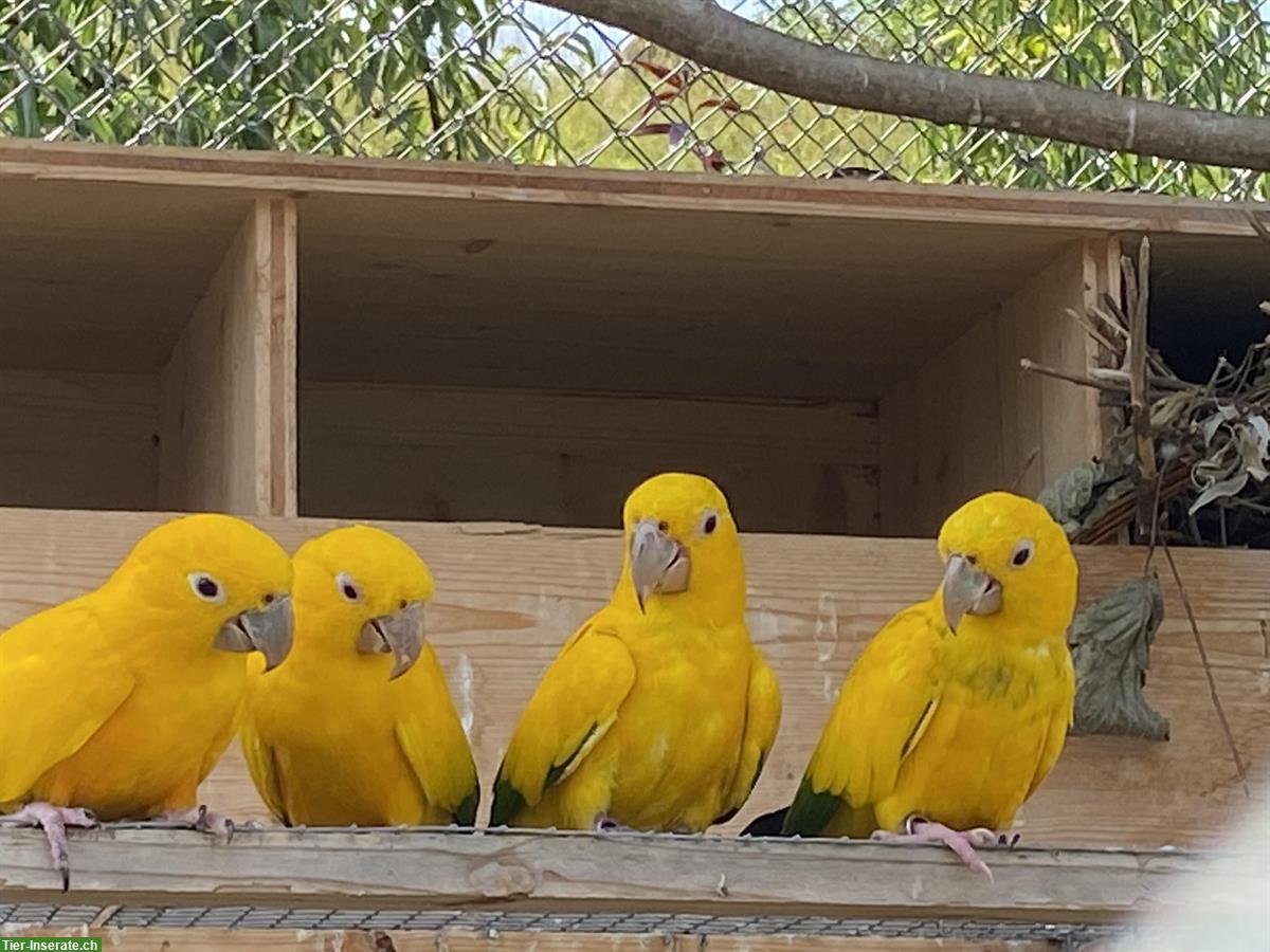 Bild 2: 1.1 Goldsittiche (Guaruba guarouba) zu verkaufen