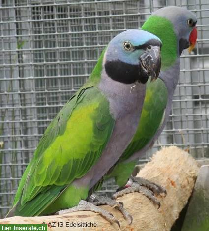 1.1 Chinasittiche zu verkaufen