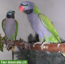 Bild 2: 1.1 Chinasittiche zu verkaufen