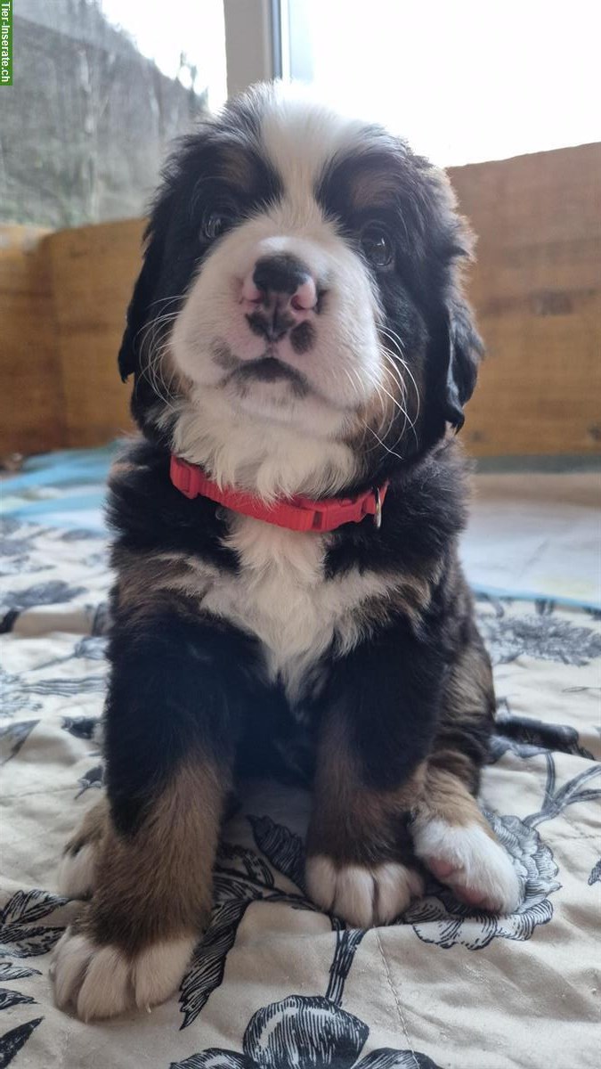 Bild 3: Berner Sennenhund Welpen, Rüden
