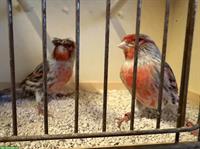 Kanarienvögel Männchen, Rot, Achat, Harlekin Haube