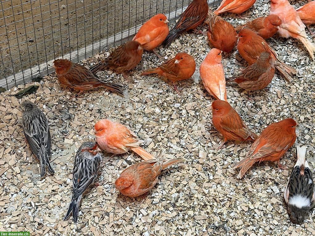 Bild 10: Kanarienvögel Männchen, Rot, Achat, Harlekin Haube