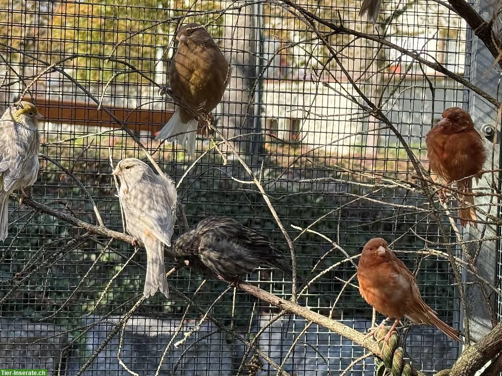 Bild 5: Kanarienvögel Männchen, Rot, Achat, Harlekin Haube
