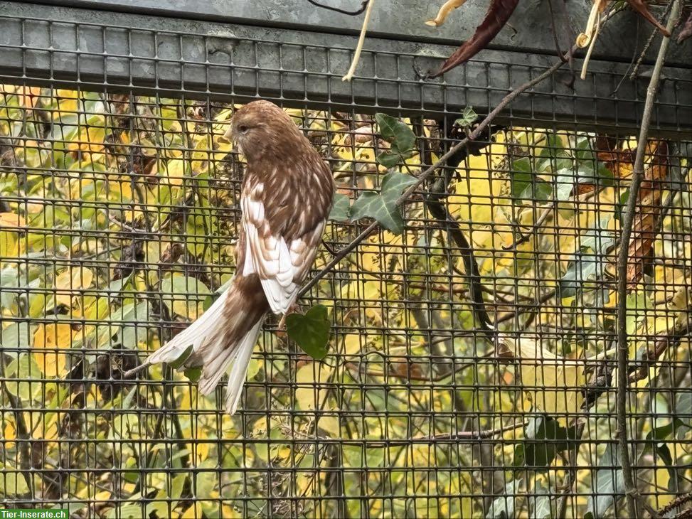 Bild 6: Kanarienvögel Männchen, Rot, Achat, Harlekin Haube
