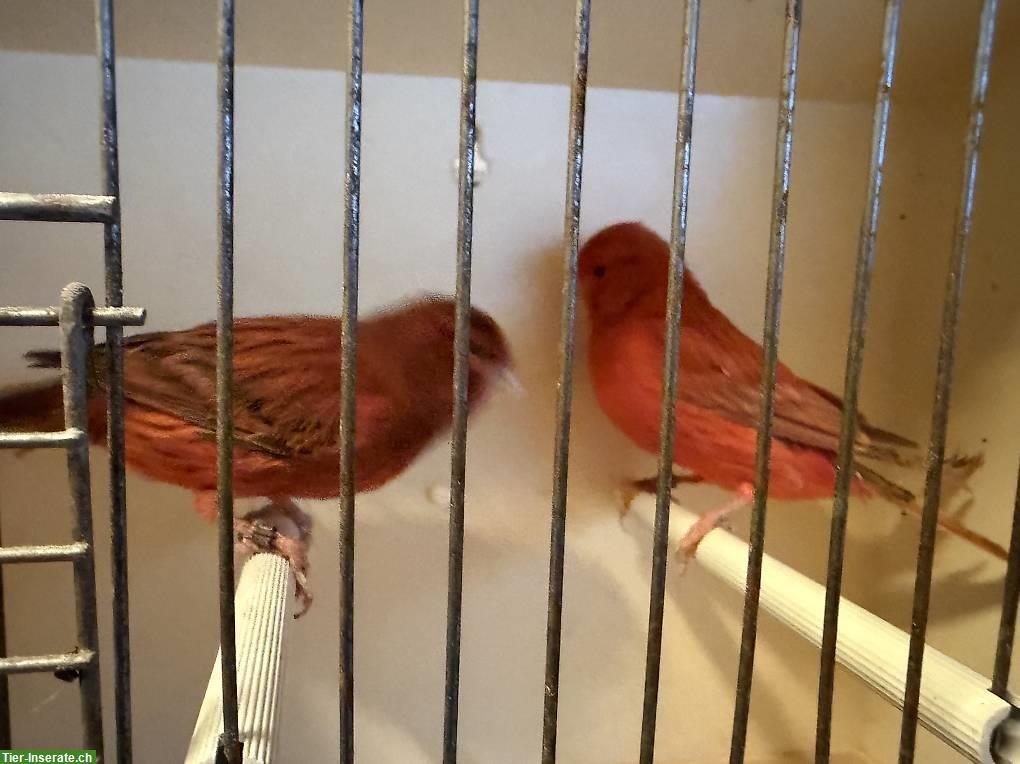 Bild 8: Kanarienvögel Männchen, Rot, Achat, Harlekin Haube