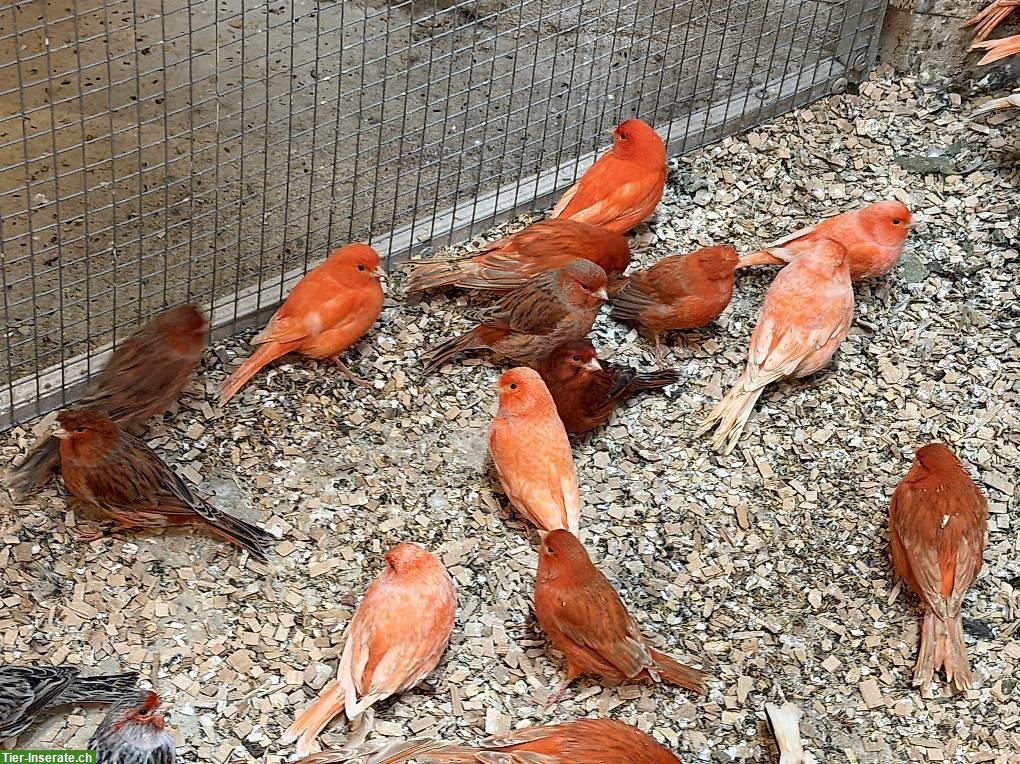 Bild 9: Kanarienvögel Männchen, Rot, Achat, Harlekin Haube