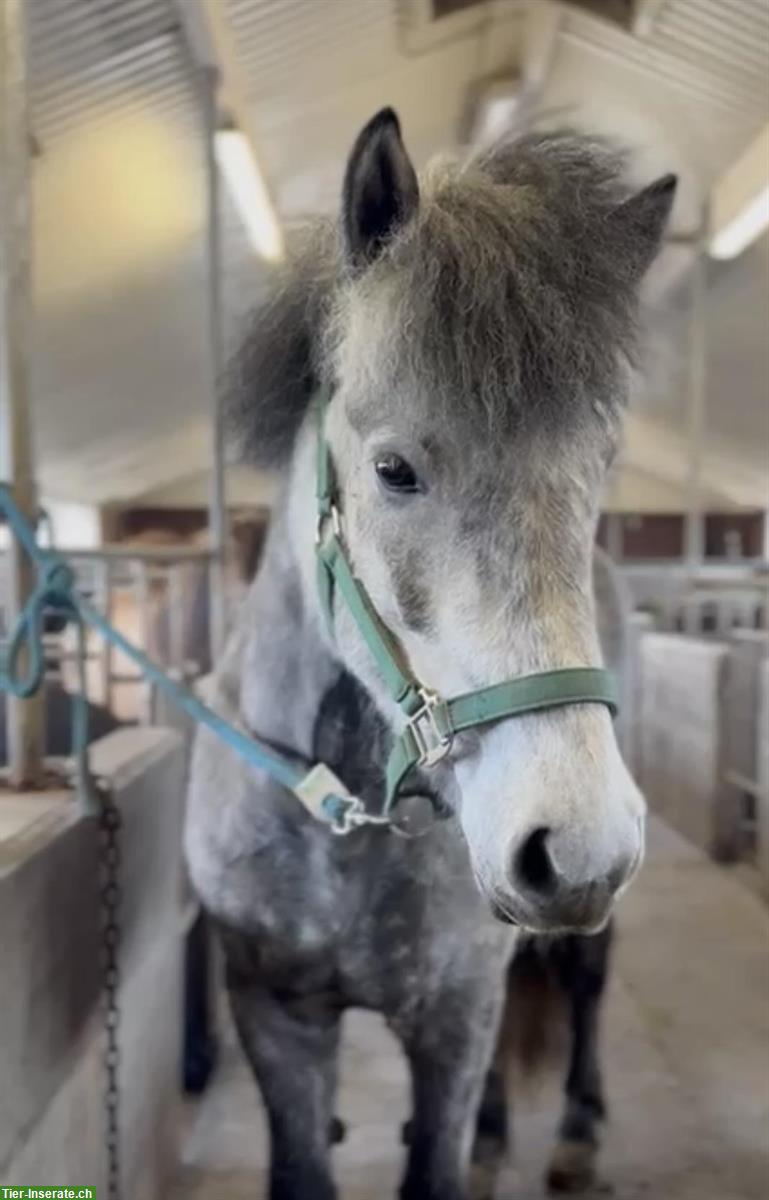 Vielseitige Islandpferd Stute, kinderfreundlich