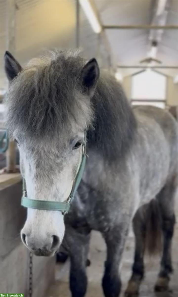 Bild 2: Vielseitige Islandpferd Stute, kinderfreundlich