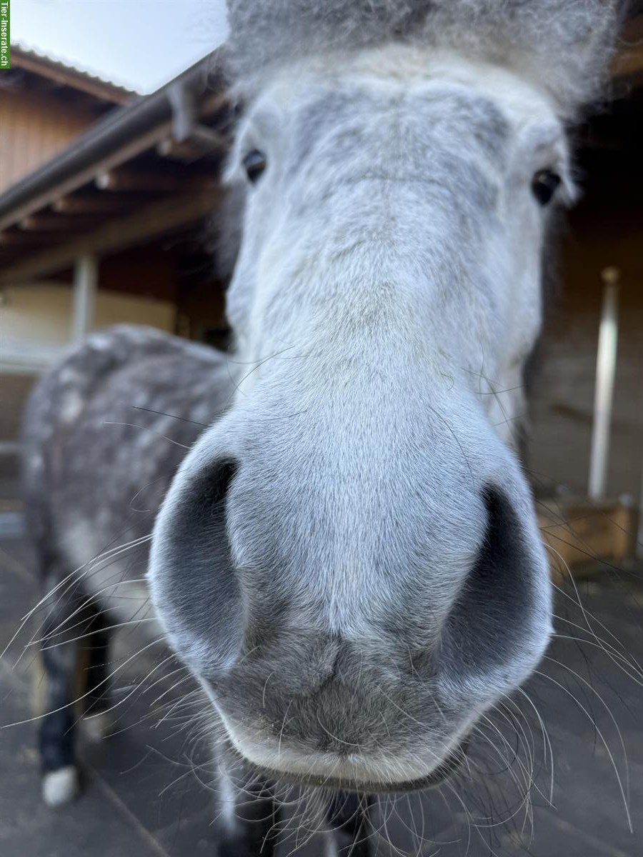 Bild 3: Vielseitige Islandpferd Stute, kinderfreundlich