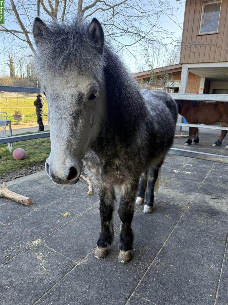 Bild 4: Vielseitige Islandpferd Stute, kinderfreundlich