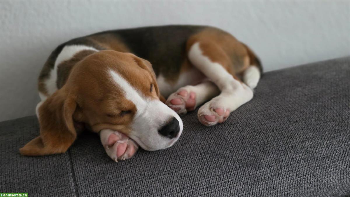 Lieber Beagle Welpe, Rüde sucht sein «für immer Zuhause»