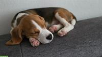 Lieber Beagle Welpe, Rüde sucht sein «für immer Zuhause»