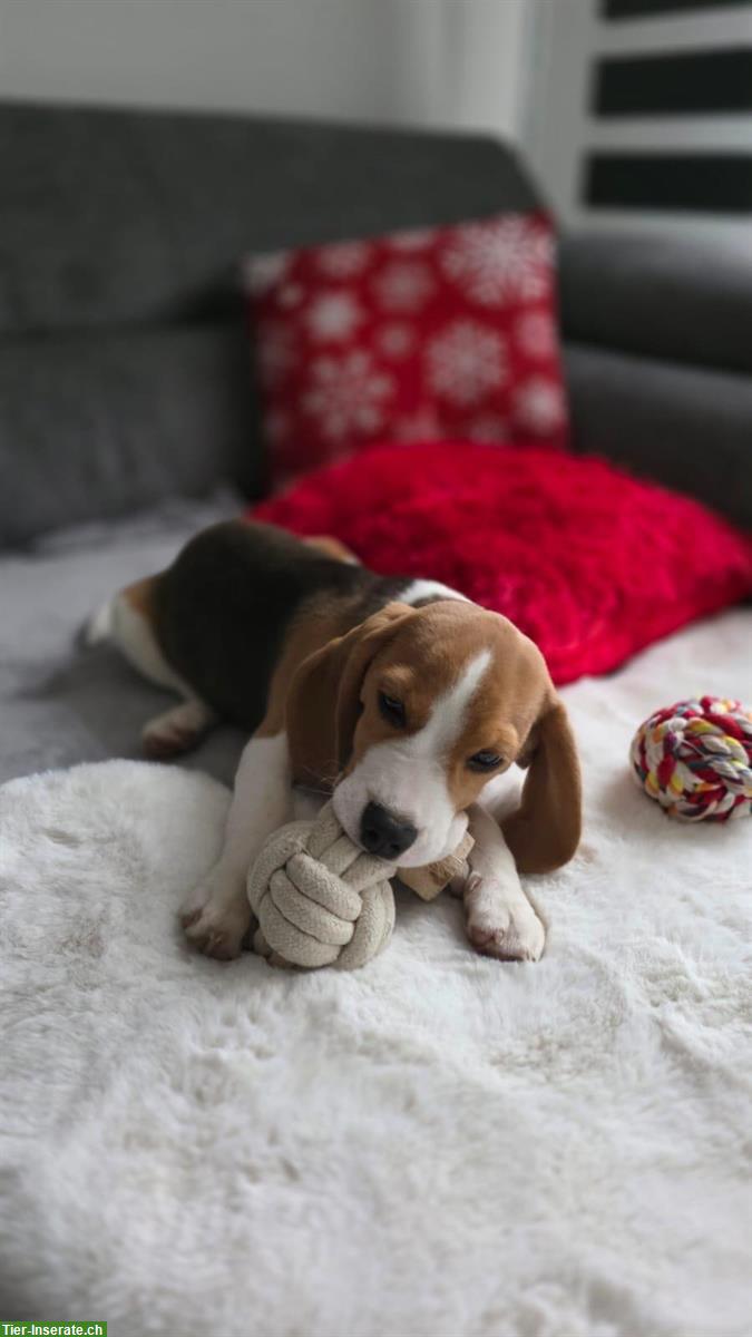 Bild 3: Lieber Beagle Welpe, Rüde sucht sein «für immer Zuhause»