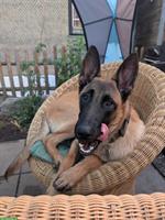 Junger Holländischer Schäferhund Rüde aus K9-Zucht