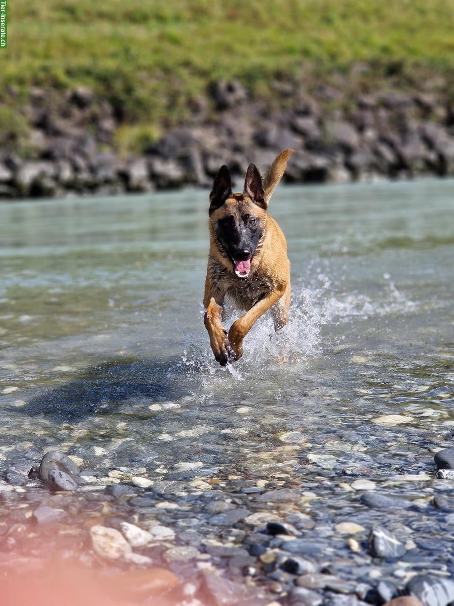 Bild 2: Junger Holländischer Schäferhund Rüde aus K9-Zucht
