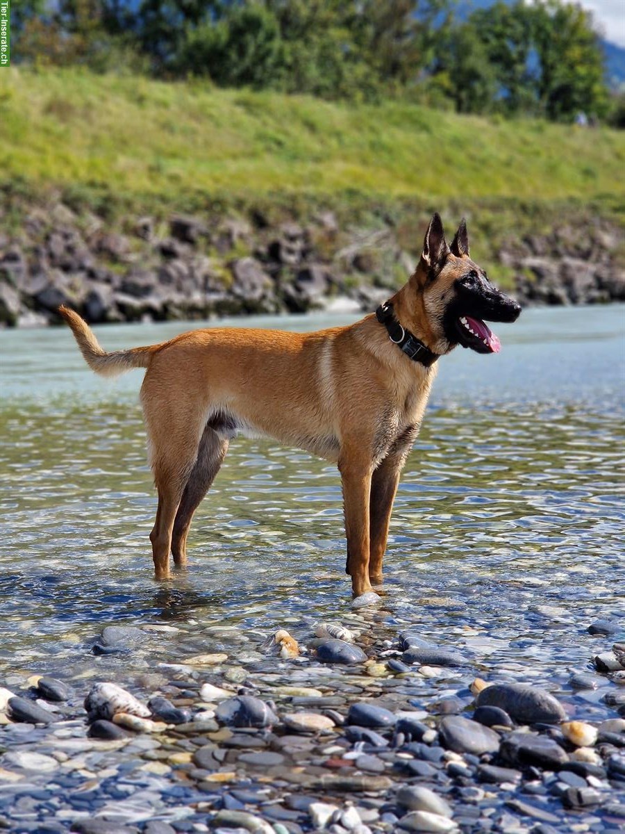 Bild 3: Junger Holländischer Schäferhund Rüde aus K9-Zucht